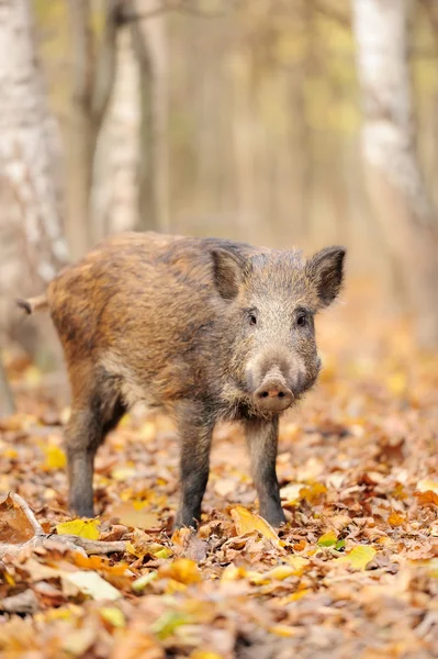 Wild boar Stock Photo