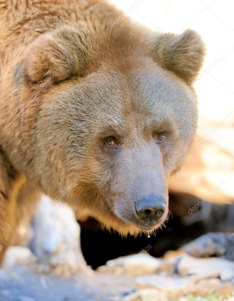 big brown bear | 图库照片 08 volodymyr burdiak #15209647