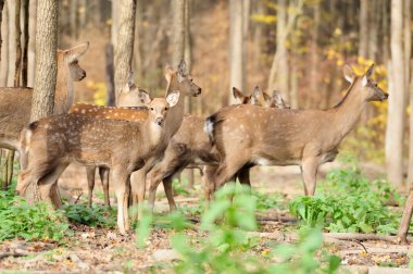 sonbahar ormandaki geyik