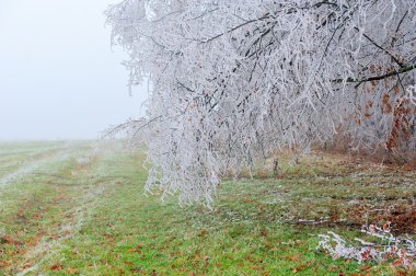 bir ormanın sis ile peyzaj