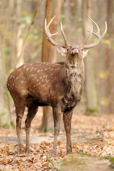sonbahar ormandaki geyik