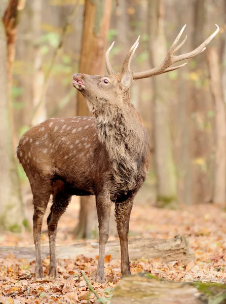 sonbahar ormandaki geyik