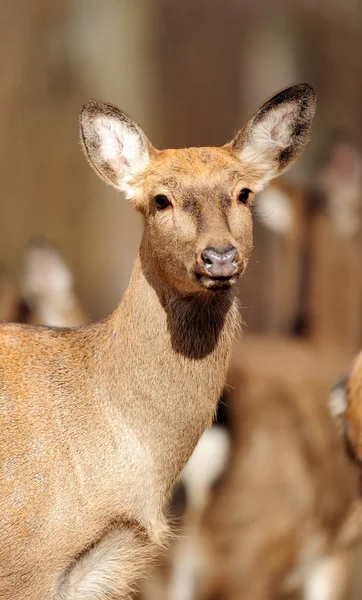 Cerfs dans la forêt d'automne — Photo