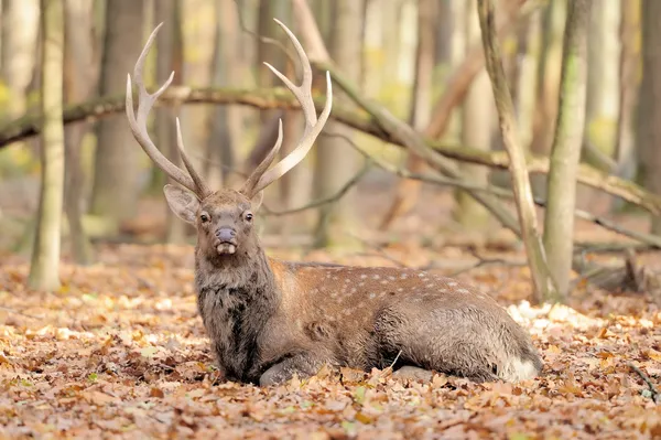 秋の森の鹿 — ストック写真