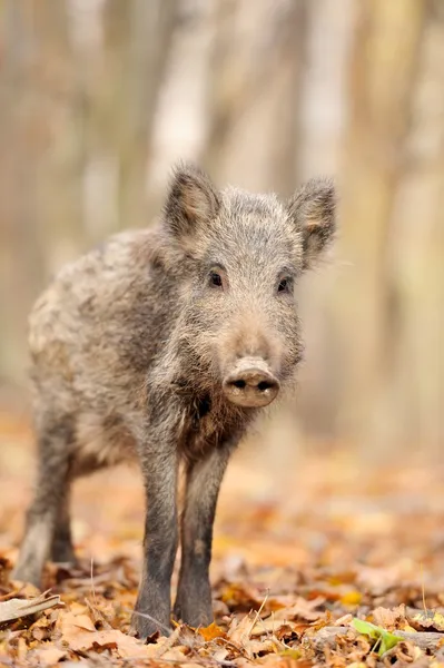 sonbahar ormanında yaban domuzu