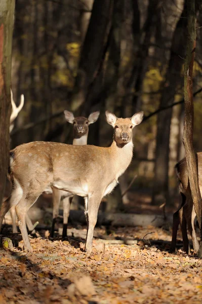 Cerfs dans la forêt d'automne — Photo