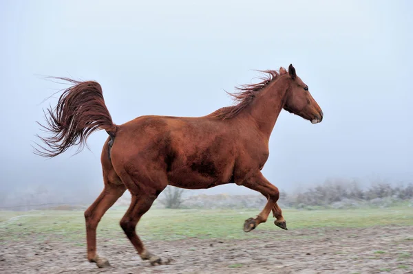 Kůň — Stock fotografie