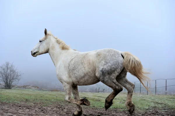 Caballo —  Fotos de Stock