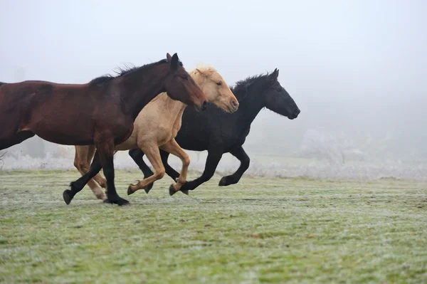 Pferd — Stockfoto