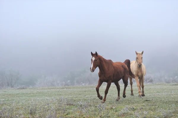 Pferd — Stockfoto