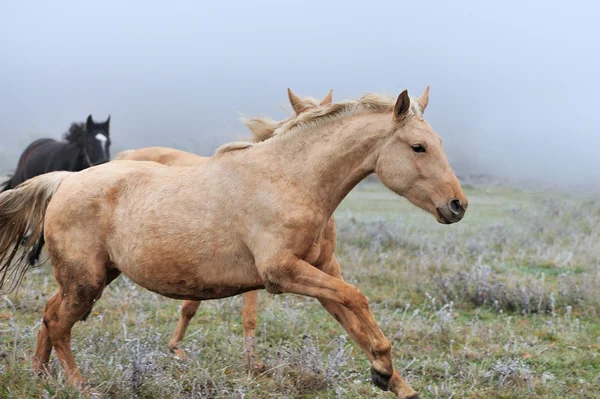 Häst — Stockfoto