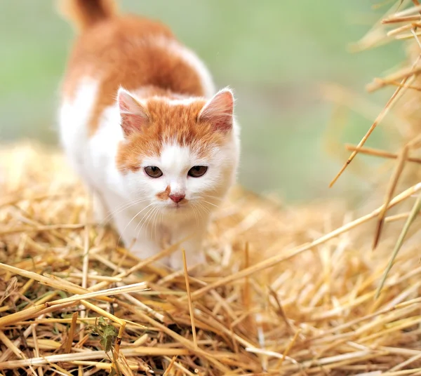 Kat op een rietje — Stockfoto