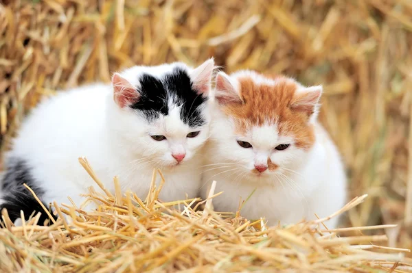 Gatto su una paglia — Foto Stock