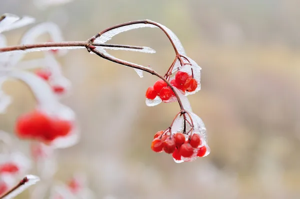 Las bayas rojas del Viburnum en la helada sobre la rama —  Fotos de Stock