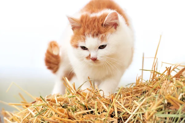 Gato em uma palha — Fotografia de Stock