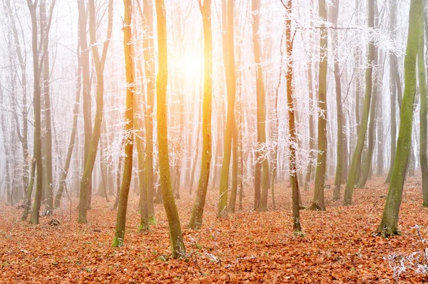 Paisagem de uma floresta com nevoeiro — Fotografia de Stock