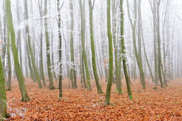 bir ormanın sis ile peyzaj