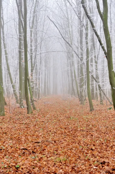 Paisagem de uma floresta com nevoeiro — Fotografia de Stock