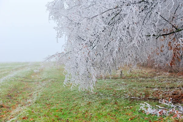 bir ormanın sis ile peyzaj