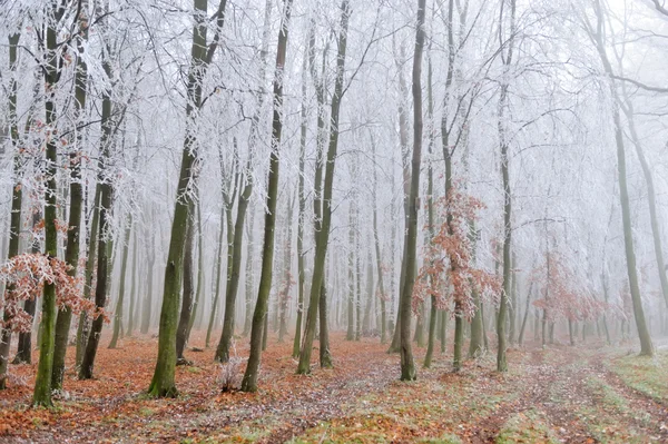 有雾的森林的景观 — 图库照片