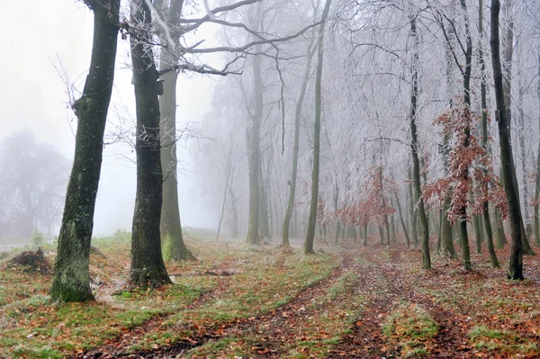 有雾的森林的景观 — 图库照片