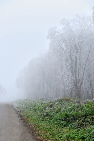 bir ormanın sis ile peyzaj