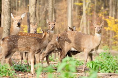 sonbahar ormandaki geyik