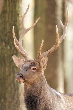 sonbahar ormandaki geyik