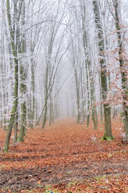 Kışın başında parkta yürüyüş yolu