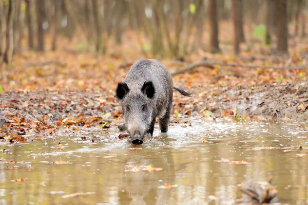 Wildschweine im Herbstwald — Stockfoto