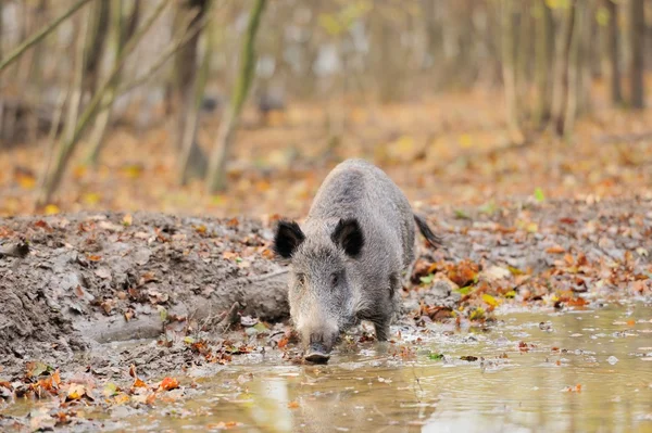 秋天的森林野猪 — 图库照片
