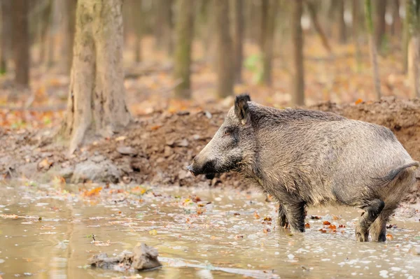 Wilde zwijnen in herfst bos — Stockfoto