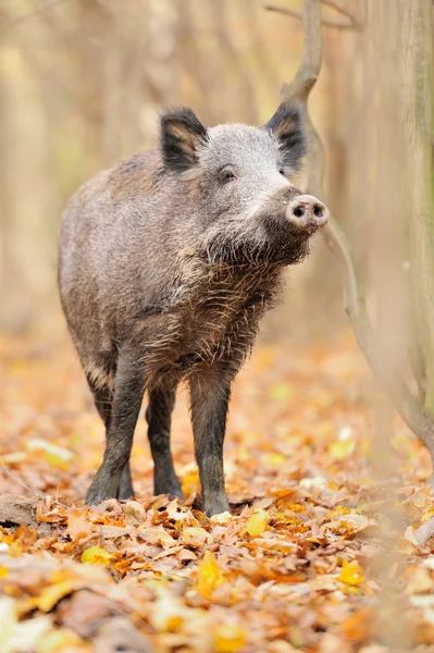 Wild boar in autumn forest — Stock Photo, Image