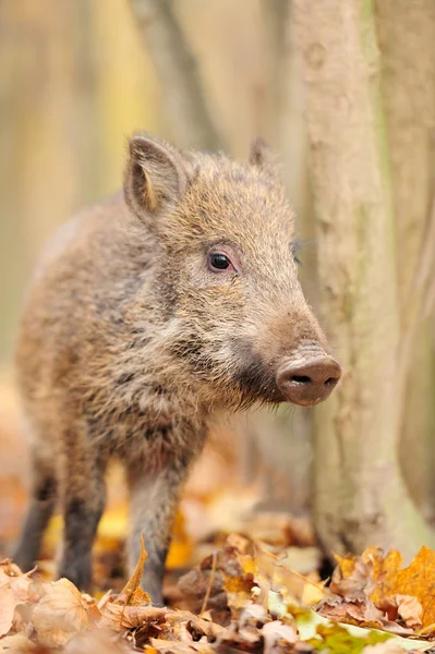 Wildschweine im Herbstwald — Stockfoto