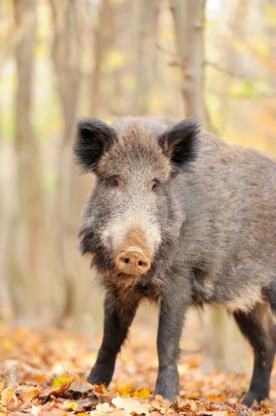 Wild boar in autumn forest — Stock Photo, Image