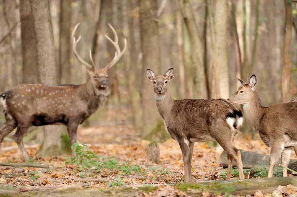 sonbahar ormandaki geyik