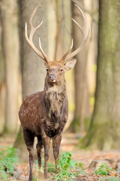 Rehe im Herbstwald — Stockfoto