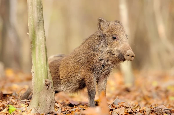 Vildsvin i höst skog — Stockfoto