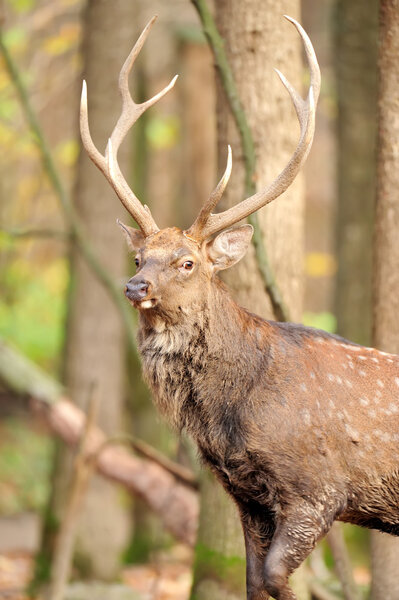 Deer in autumn forest