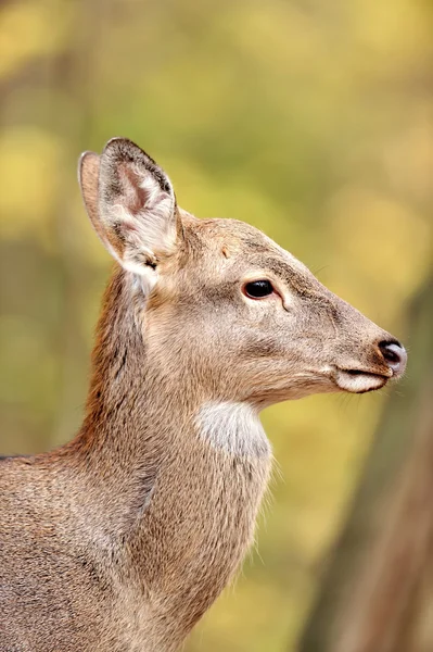 sonbahar ormandaki geyik