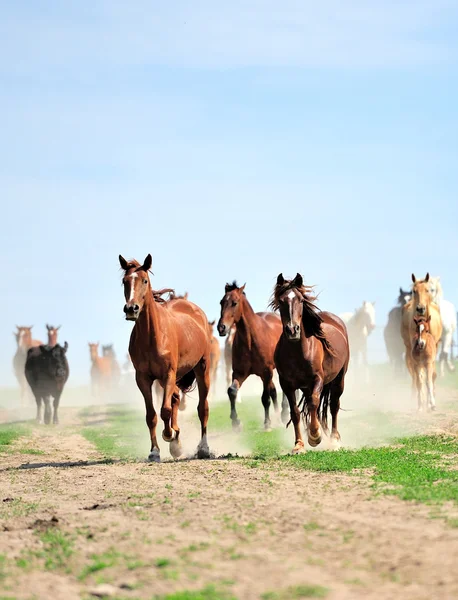 Horse — Stock Photo, Image