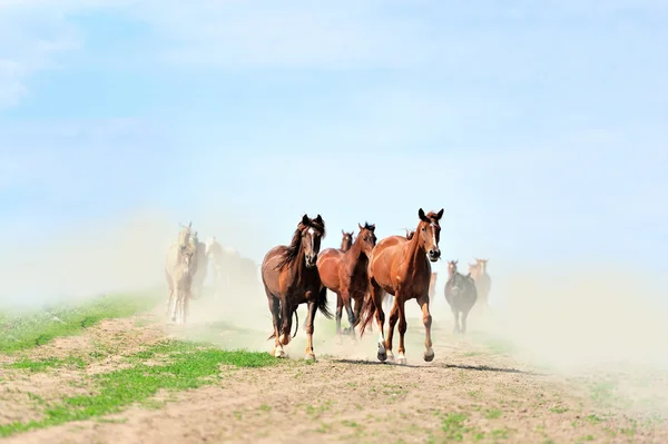 Caballo — Foto de Stock