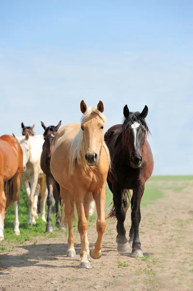 Paard — Stockfoto