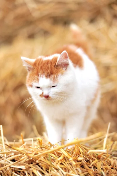 En katt med halm – stockfoto