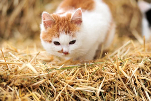 Gato em uma palha — Fotografia de Stock