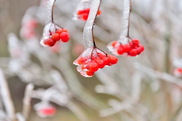 Las bayas rojas del Viburnum en la helada sobre la rama —  Fotos de Stock