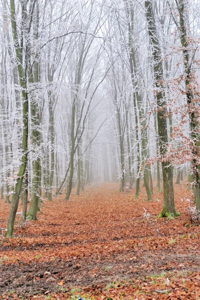 Percorso a piedi in un parco all'inizio dell'inverno — Foto Stock