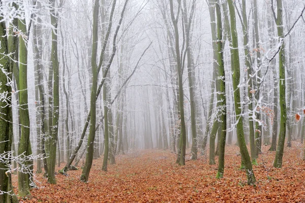 Percorso a piedi in un parco all'inizio dell'inverno — Foto Stock