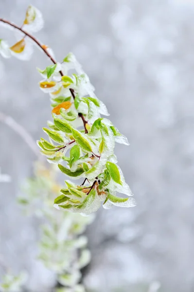 Frozen leaf — Stock Photo, Image