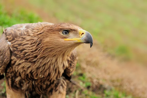 Vultur — Fotografie, imagine de stoc